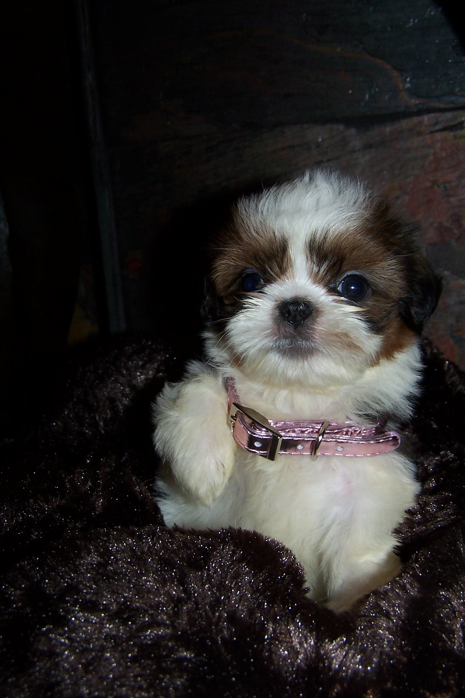 sierra's babies 7 weeks old 059